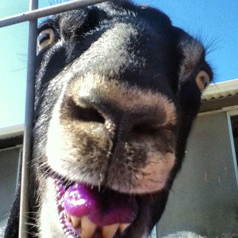 Cabra-sonrisas Cabra-sonrisas