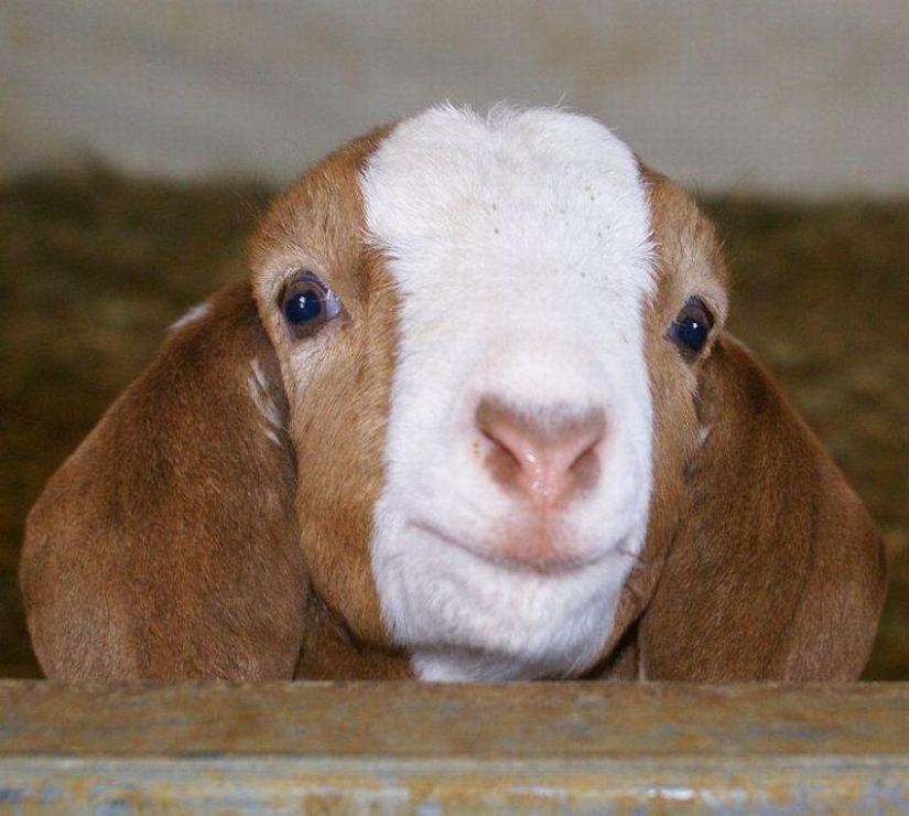 Cabra-sonrisas Cabra-sonrisas