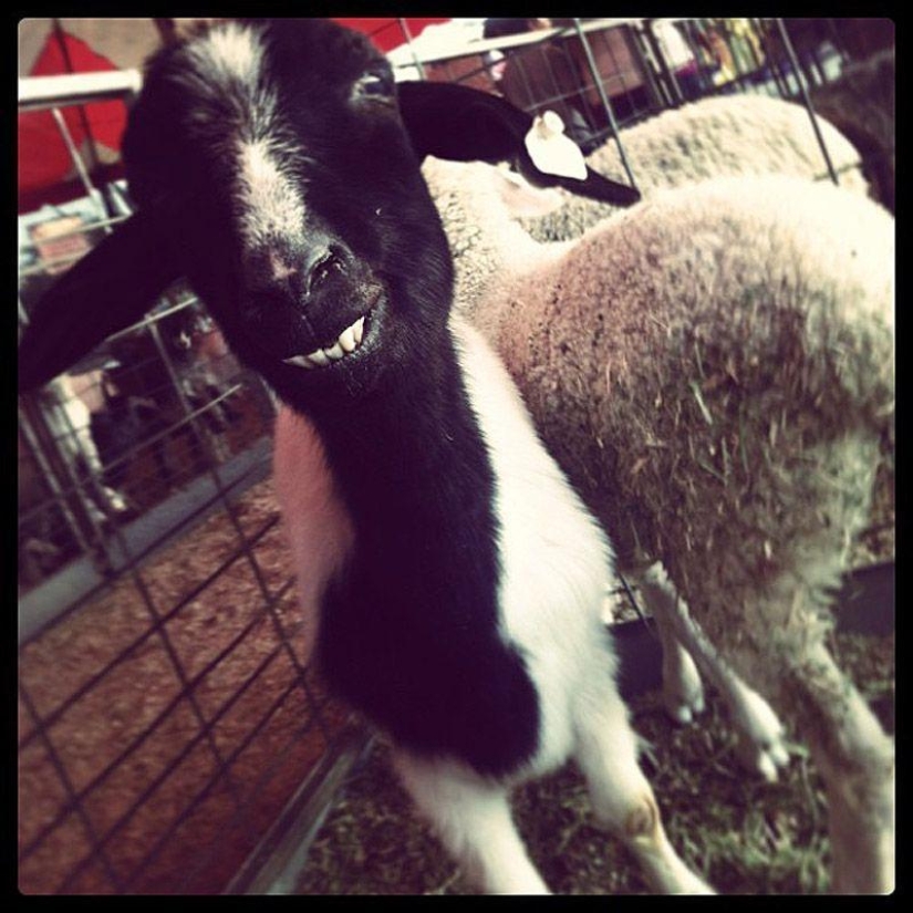 Cabra-sonrisas Cabra-sonrisas