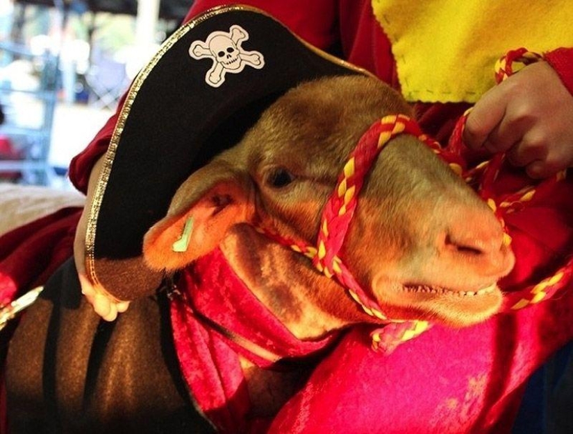 Cabra-sonrisas Cabra-sonrisas