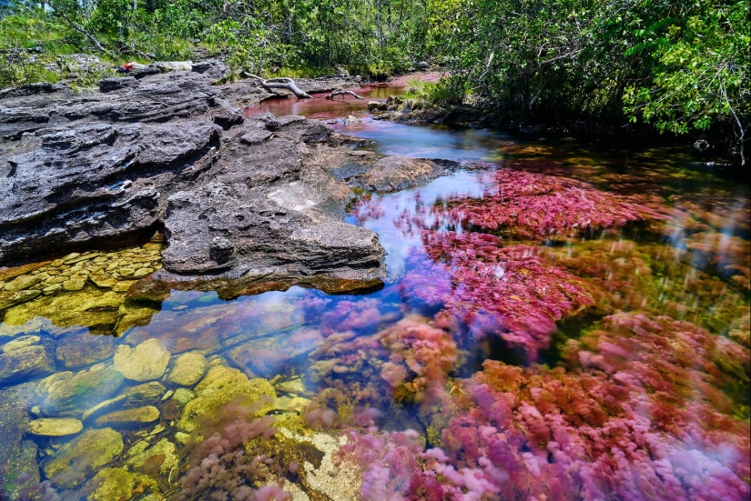 Canio Cristales-el río más hermoso de la Tierra Canio Cristales-el río más hermoso de la Tierra