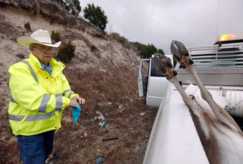 Carroñeros de dos patas: una nueva tendencia gastronómica ha surgido en el mundo Carroñeros de dos patas: una nueva tendencia gastronómica ha surgido en el mundo
