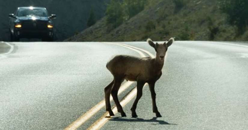 Carroñeros de dos patas: una nueva tendencia gastronómica ha surgido en el mundo Carroñeros de dos patas: una nueva tendencia gastronómica ha surgido en el mundo