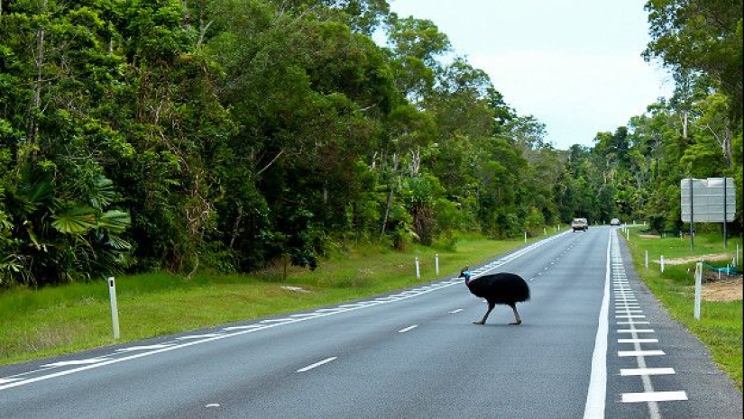 Carroñeros de dos patas: una nueva tendencia gastronómica ha surgido en el mundo Carroñeros de dos patas: una nueva tendencia gastronómica ha surgido en el mundo