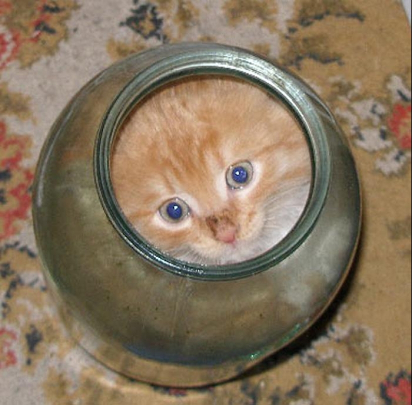 Cats are liquid, there is evidence