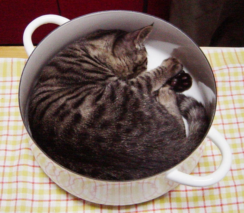 Cats are liquid, there is evidence