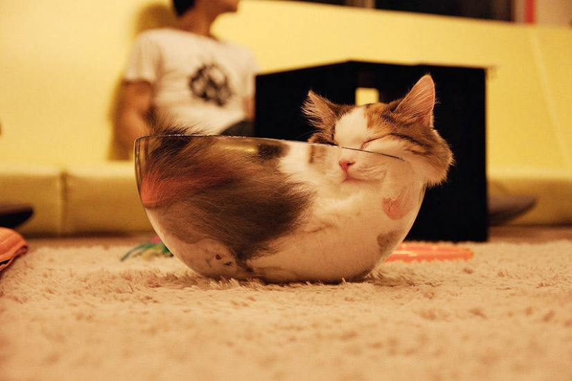 Cats are liquid, there is evidence