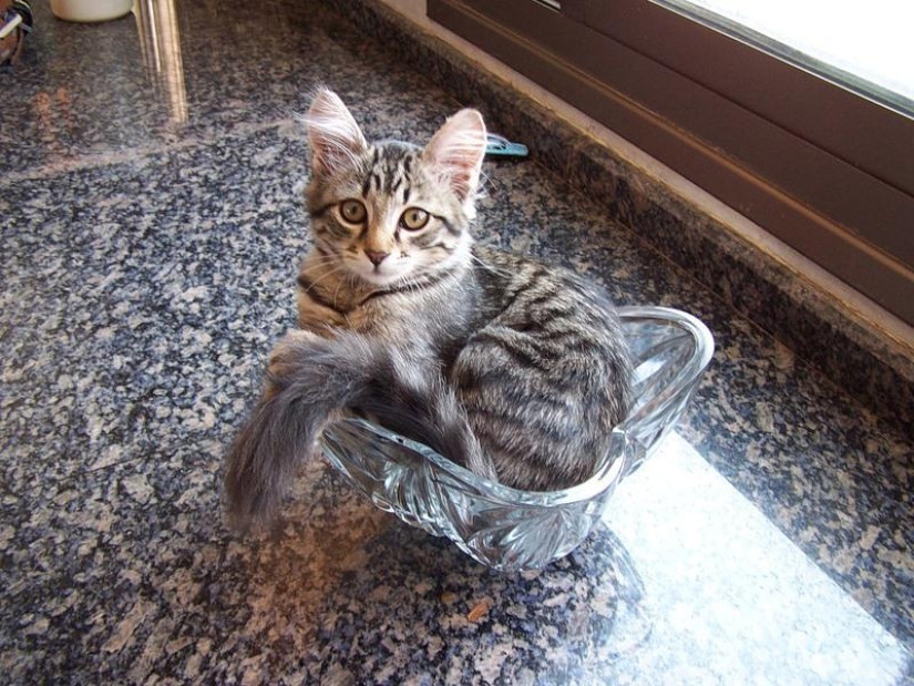 Cats are liquid, there is evidence