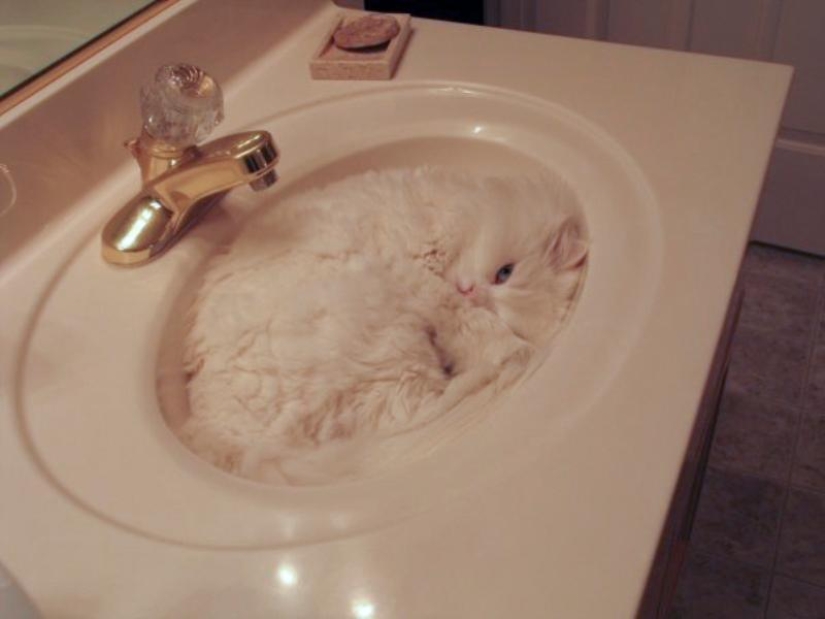 Cats are liquid, there is evidence