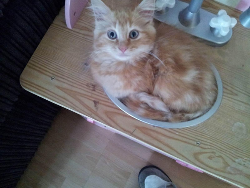 Cats are liquid, there is evidence