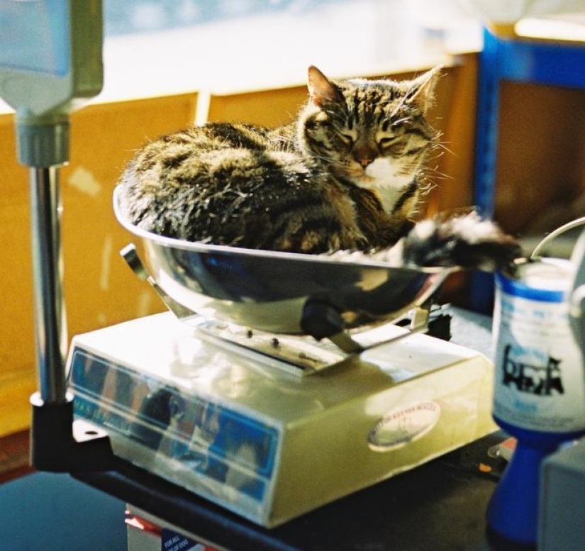 Cats are liquid, there is evidence