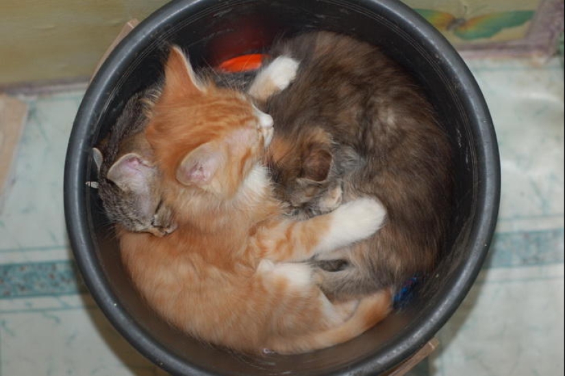 Cats are liquid, there is evidence