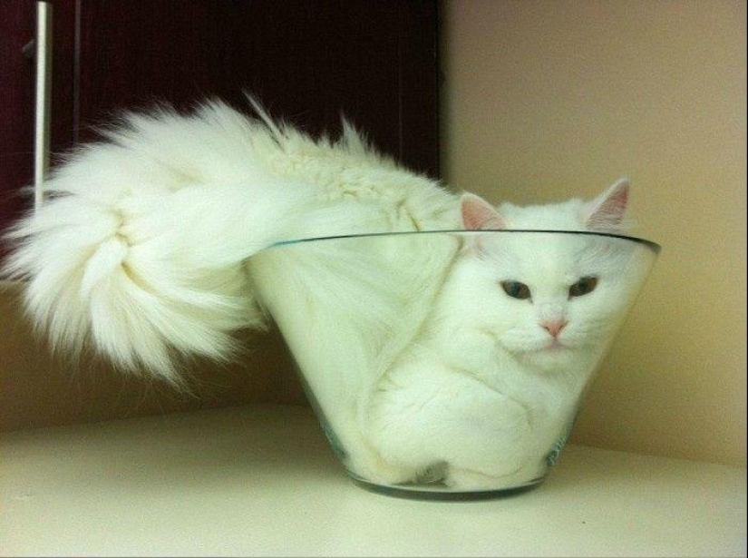 Cats are liquid, there is evidence