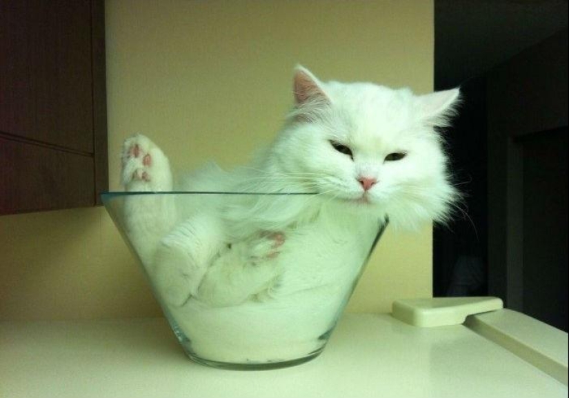 Cats are liquid, there is evidence