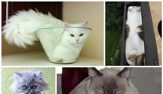 Cats are liquid, there is evidence