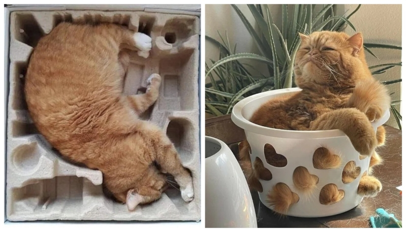 Cats can sit anywhere and in any way. Here are 22 proofs Cats can sit anywhere and in any way. Here are 22 proofs