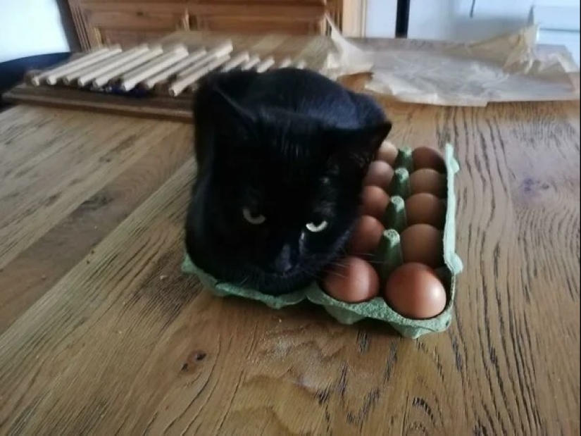 Cats can sit anywhere and in any way. Here are 22 proofs Cats can sit anywhere and in any way. Here are 22 proofs