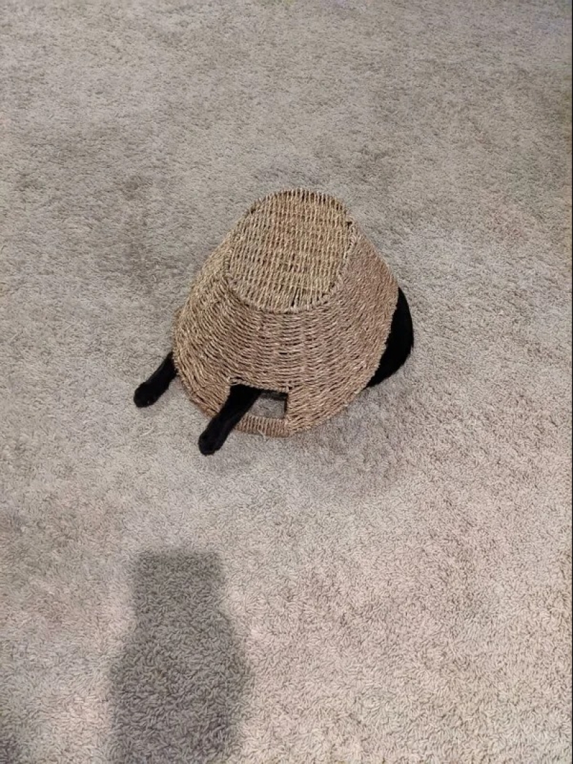 Cats can sit anywhere and in any way. Here are 22 proofs Cats can sit anywhere and in any way. Here are 22 proofs