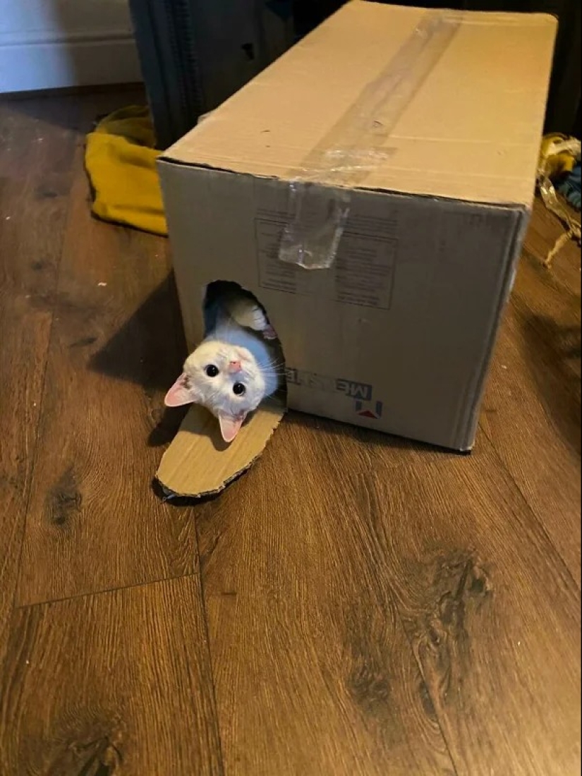 Cats can sit anywhere and in any way. Here are 22 proofs Cats can sit anywhere and in any way. Here are 22 proofs