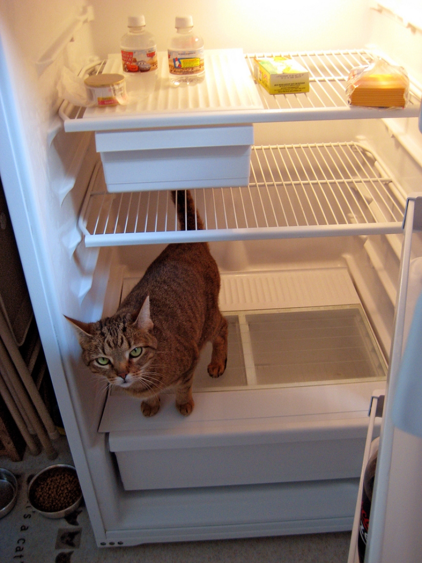 Cats in refrigerators Cats in refrigerators