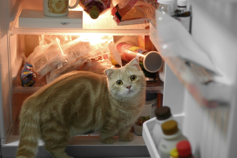 Cats in refrigerators Cats in refrigerators