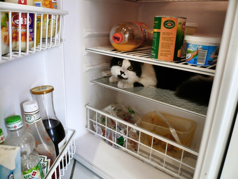 Cats in refrigerators Cats in refrigerators