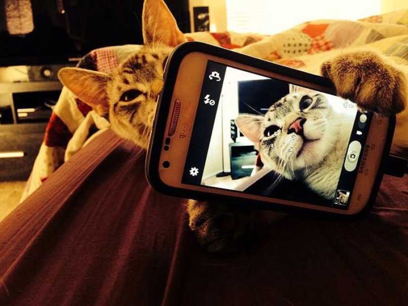 Cats were taking selfies long before it became mainstream