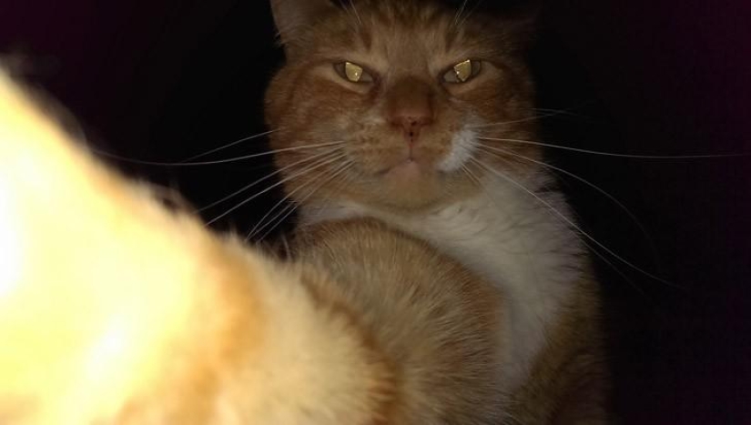 Cats were taking selfies long before it became mainstream
