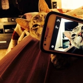 Cats were taking selfies long before it became mainstream
