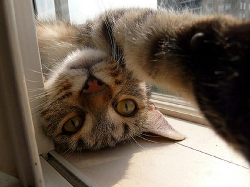 Cats were taking selfies long before it became mainstream