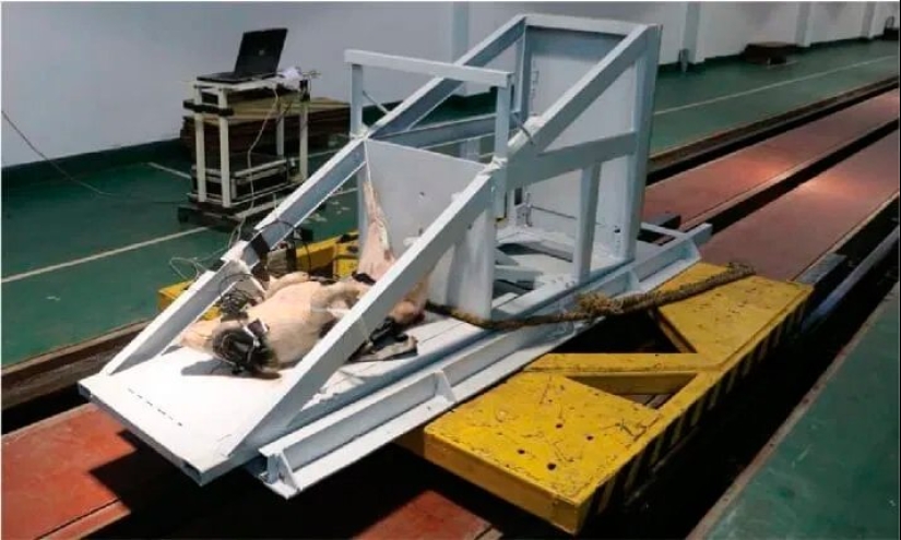 Cerdos y perros se utilizan en pruebas de choque en China Cerdos y perros se utilizan en pruebas de choque en China