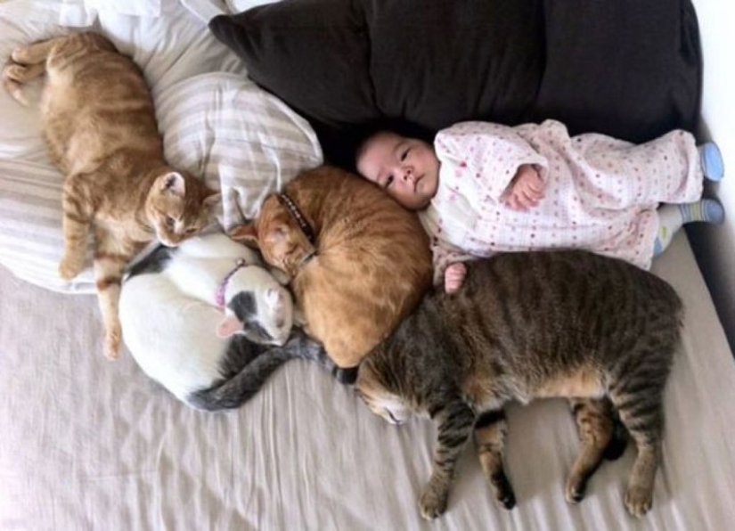 Charming photos proving that your child needs a cat
