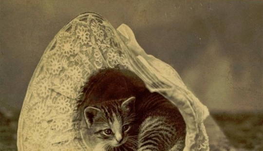 Charming vintage cats that will prove that cats have ruled the world at all times