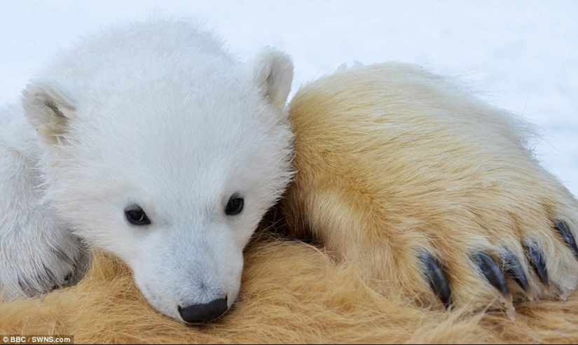 Chilling footage of a polar bear trying to devour a man Chilling footage of a polar bear trying to devour a man