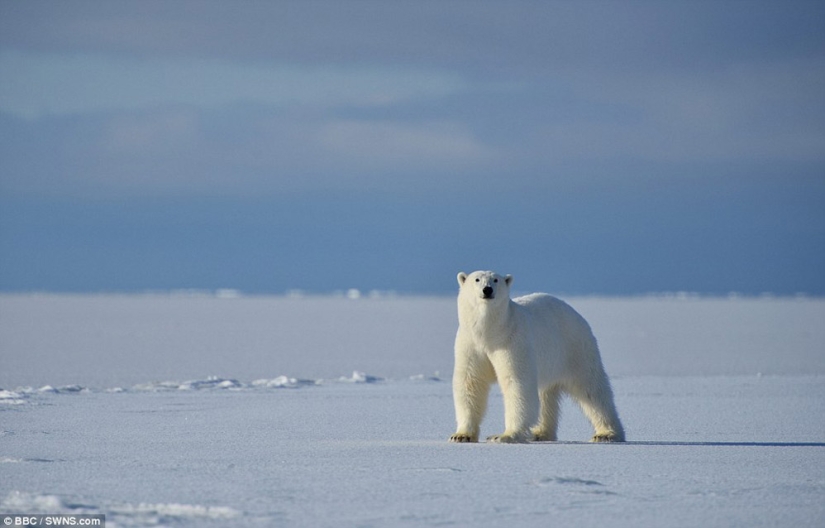 Chilling footage of a polar bear trying to devour a man Chilling footage of a polar bear trying to devour a man