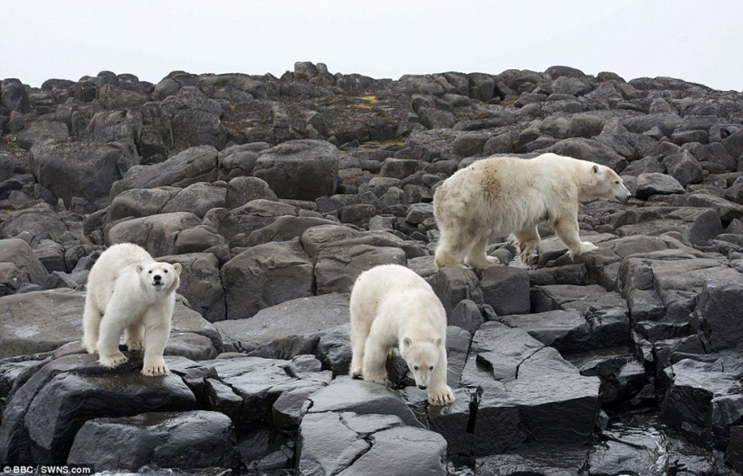 Chilling footage of a polar bear trying to devour a man Chilling footage of a polar bear trying to devour a man
