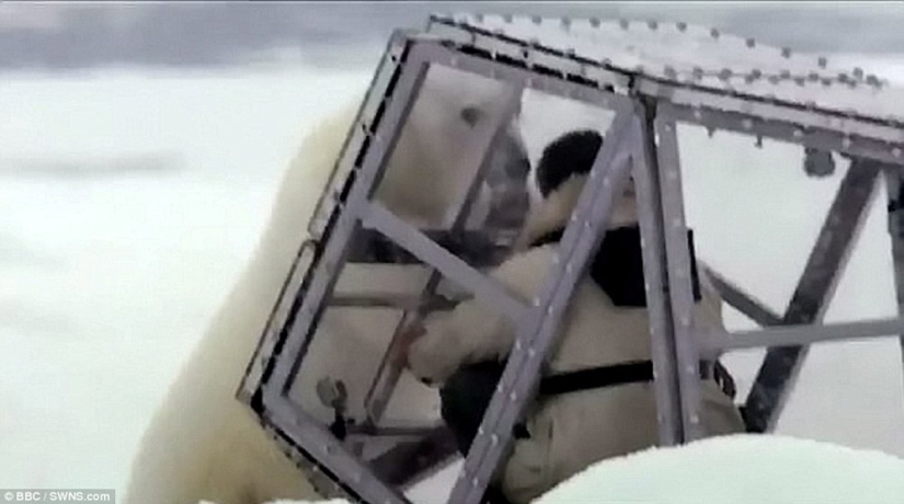 Chilling footage of a polar bear trying to devour a man Chilling footage of a polar bear trying to devour a man