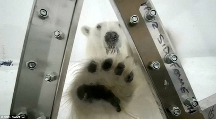 Chilling footage of a polar bear trying to devour a man Chilling footage of a polar bear trying to devour a man