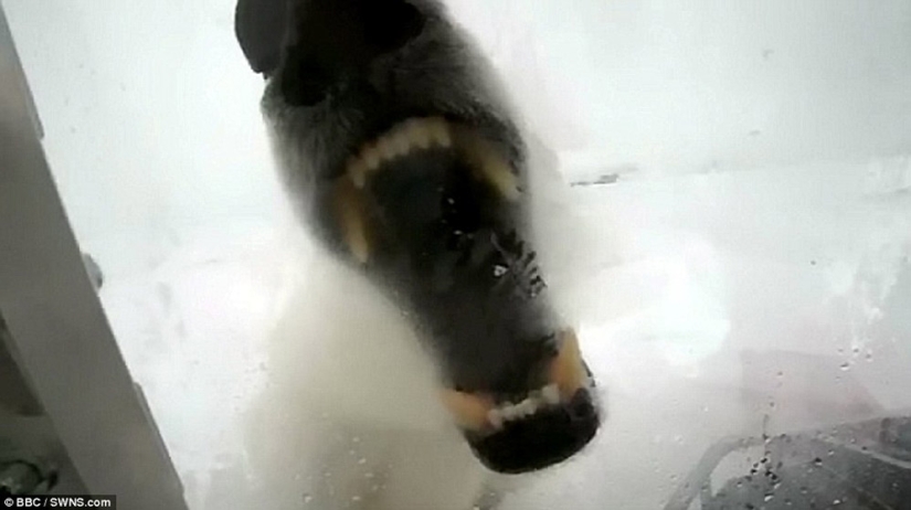Chilling footage of a polar bear trying to devour a man Chilling footage of a polar bear trying to devour a man