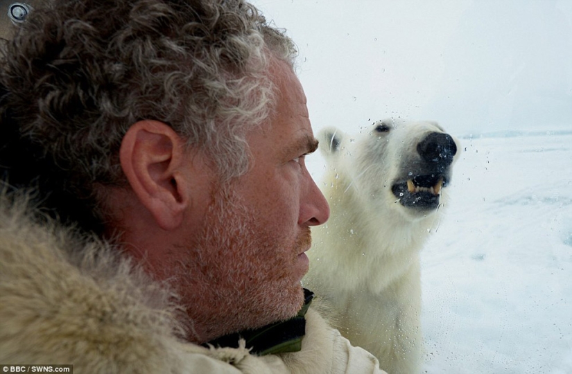 Chilling footage of a polar bear trying to devour a man Chilling footage of a polar bear trying to devour a man