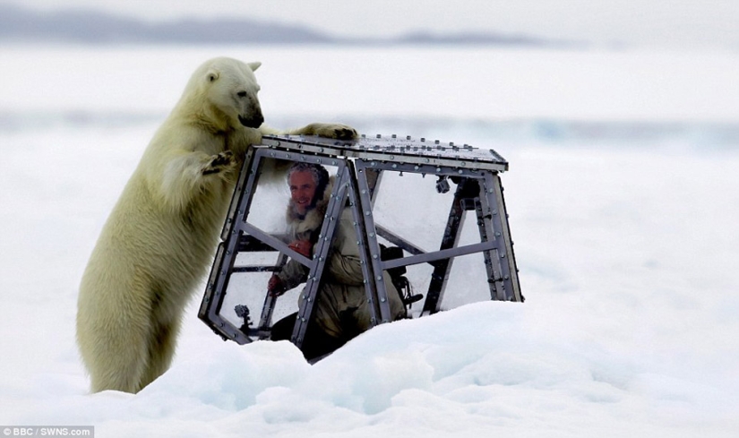 Chilling footage of a polar bear trying to devour a man Chilling footage of a polar bear trying to devour a man