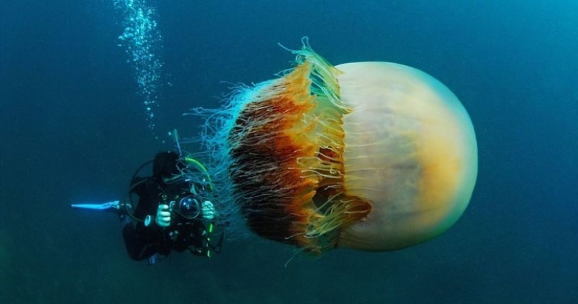 Cianea ártica — un delicioso gigante del mundo de las medusas