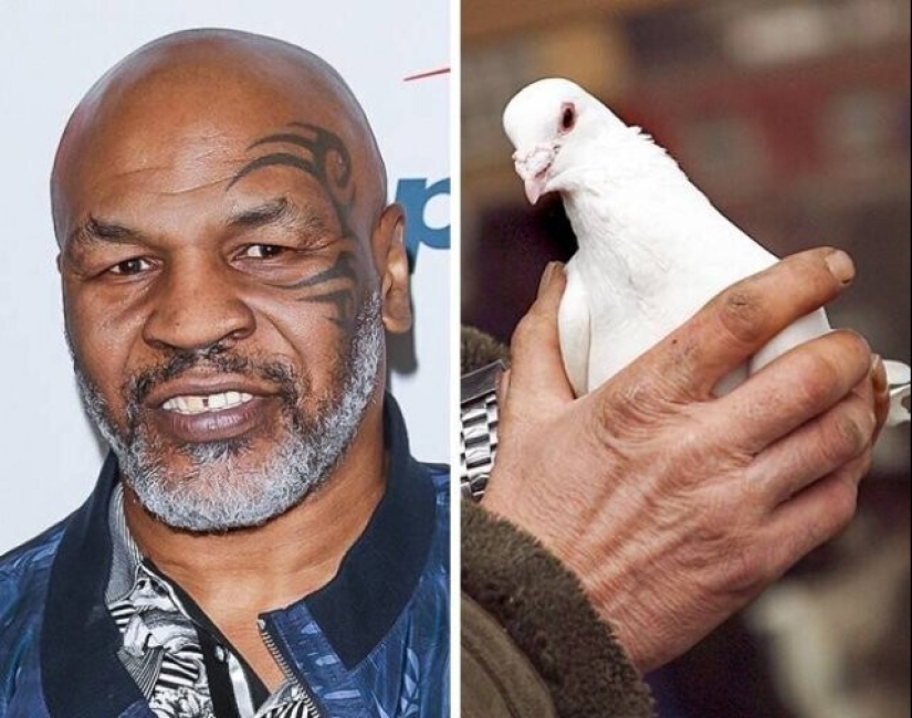 Claudia Schiffer's Insect Collection and 14 more secret celebrity hobbies Claudia Schiffer's Insect Collection and 14 more secret celebrity hobbies