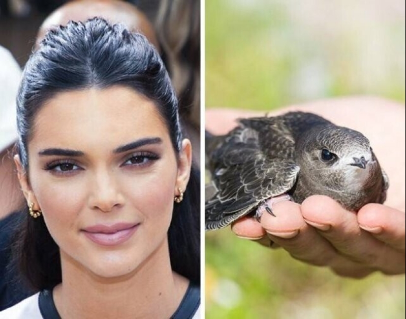 Claudia Schiffer's Insect Collection and 14 more secret celebrity hobbies Claudia Schiffer's Insect Collection and 14 more secret celebrity hobbies