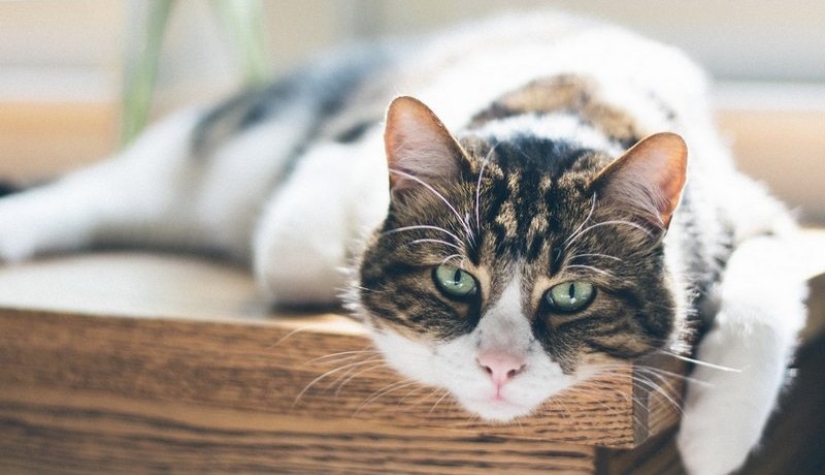 Cómo determinar la vejez en un gato y en qué se diferencia de la vejez de un perro