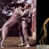 Cómo el antropólogo Grover Krantz y su perro Clyde se convirtieron en exhibiciones de Museo