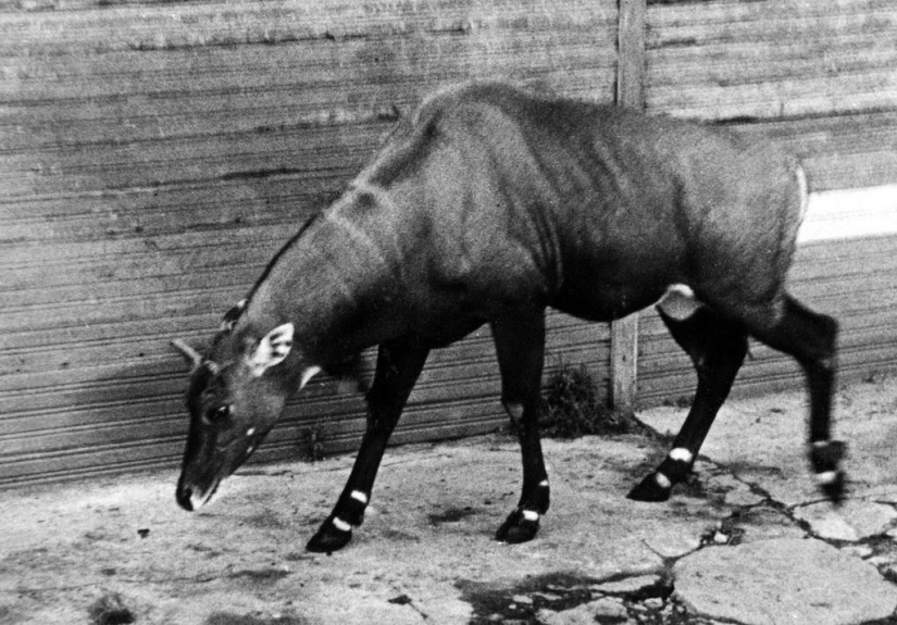 Cómo el Zoológico de Leningrado sobrevivió al bloqueo
