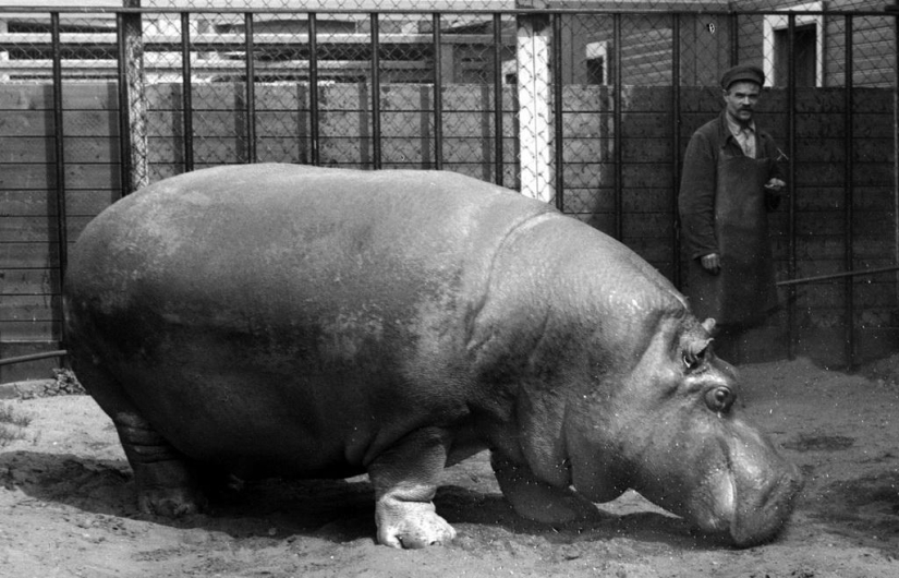 Cómo el Zoológico de Leningrado sobrevivió al bloqueo