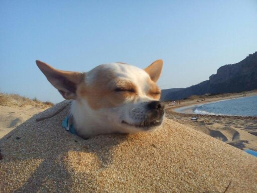 Cómo entretener a ti mismo en la playa? Antes de que la diversión no puede resistirse a nadie Cómo entretener a ti mismo en la playa? Antes de que la diversión no puede resistirse a nadie