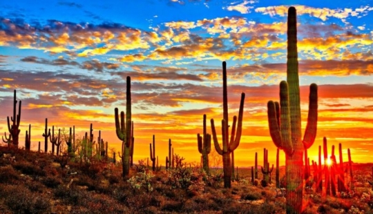 Cómo florece el gigante Saguaro, el cactus más grande del planeta Cómo florece el gigante Saguaro, el cactus más grande del planeta